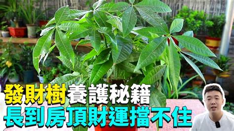 發財樹怎麼修剪|大發財樹的修剪方法圖，4個步驟教你如何修剪大發財樹